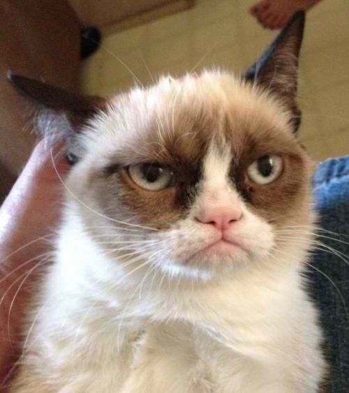 High Quality Grumpy Cat Reverse Blank Meme Template