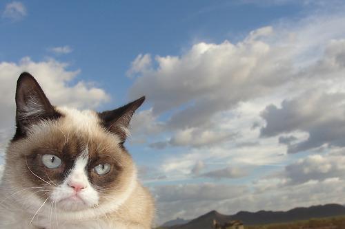 Grumpy Cat Sky Blank Meme Template