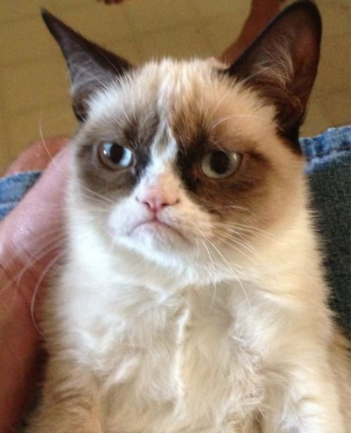 High Quality Grumpy Cat Blank Meme Template