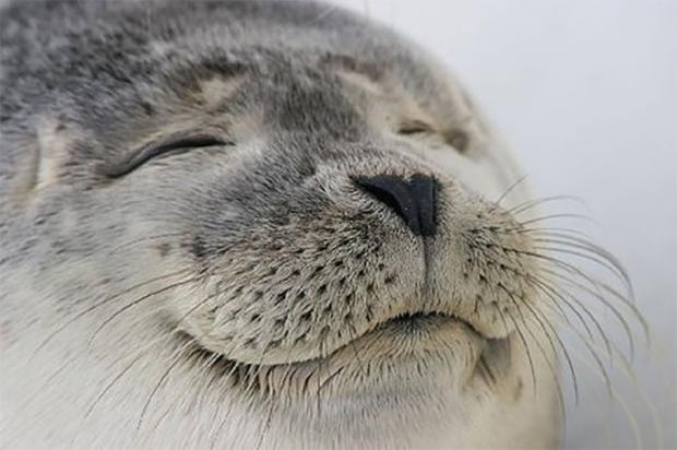 High Quality Satisfied Seal Blank Meme Template