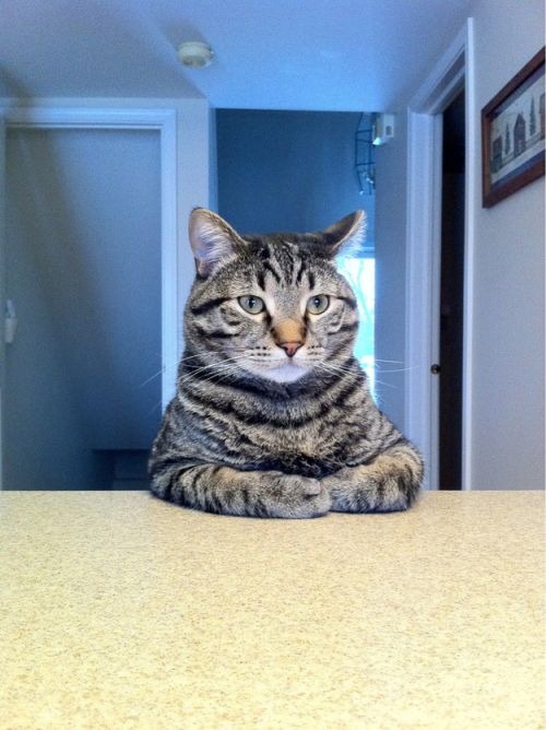 Take A Seat Cat Blank Meme Template