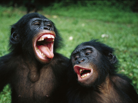 Bonobo Lyfe Blank Meme Template