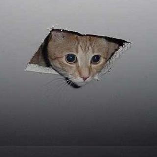 High Quality Ceiling Cat Blank Meme Template