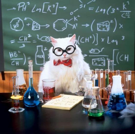 Chemistry Cat Meme - Imgflip