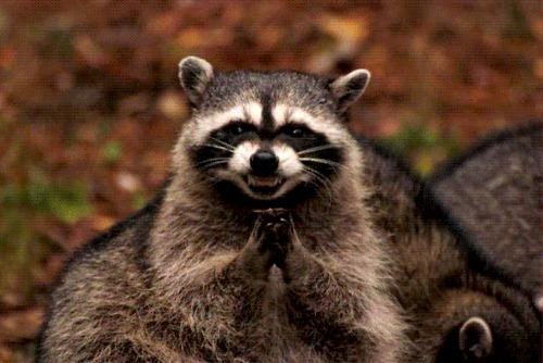 Image result for raccoon rubbing hands together gif