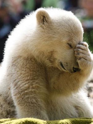 High Quality Facepalm Bear Blank Meme Template