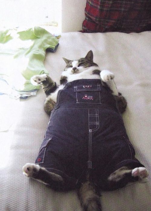 Fat Cat Blank Meme Template