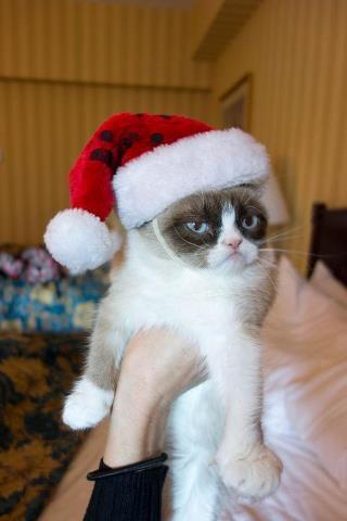 Grumpy Cat Meme Generator - Imgflip