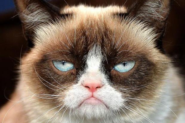 Grumpy Cat Sticker - Grumpy Cat Angry - Discover & Share GIFs