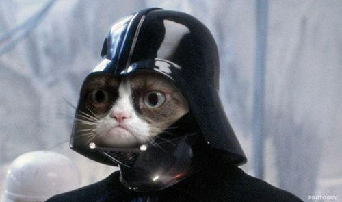 High Quality Grumpy Cat Star Wars Blank Meme Template