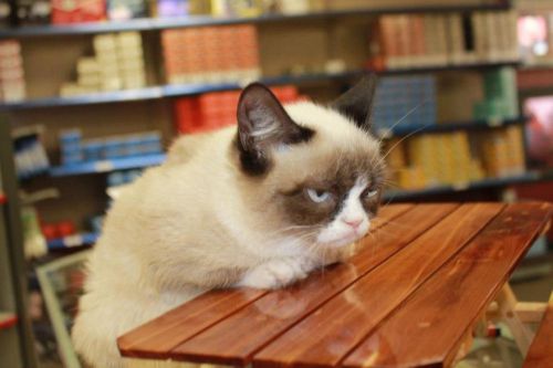 High Quality Grumpy Cat Table Blank Meme Template