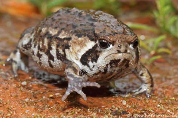 High Quality Grumpy Toad Blank Meme Template