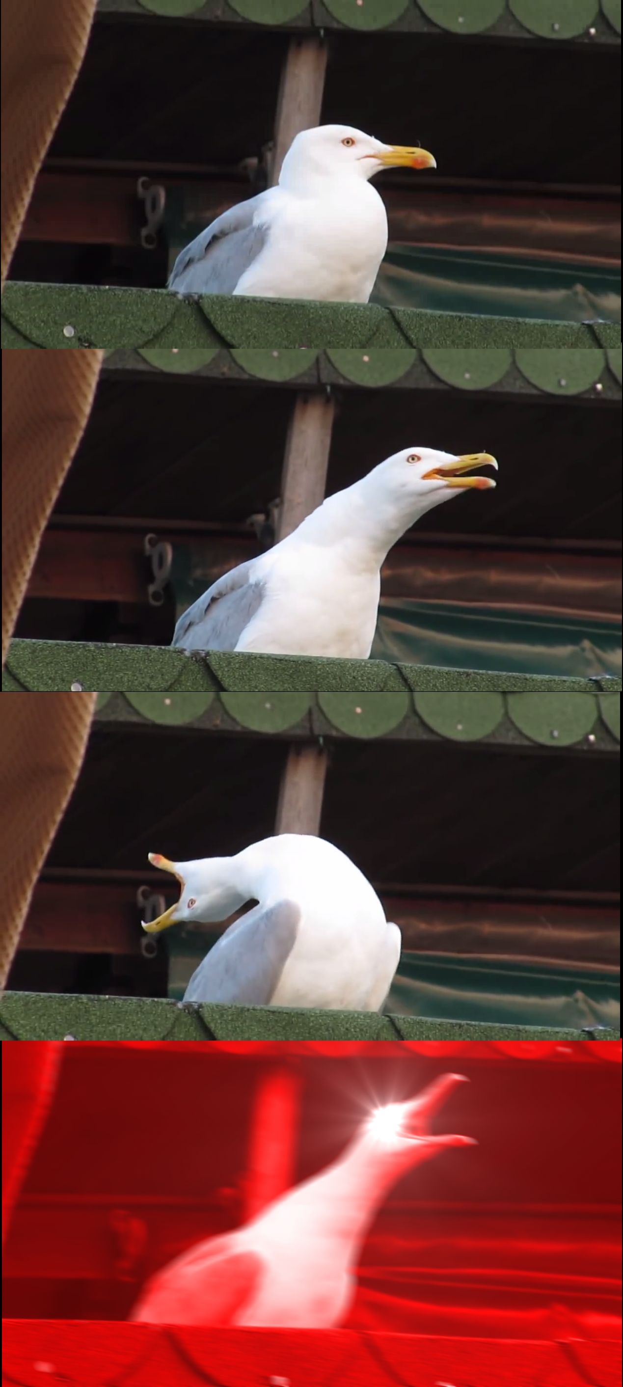 High Quality Inhaling Seagull Blank Meme Template