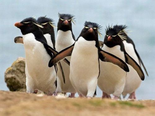 High Quality Penguin Gang Blank Meme Template