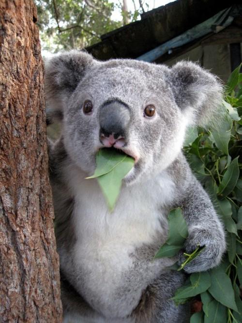 koala eating leaves meme